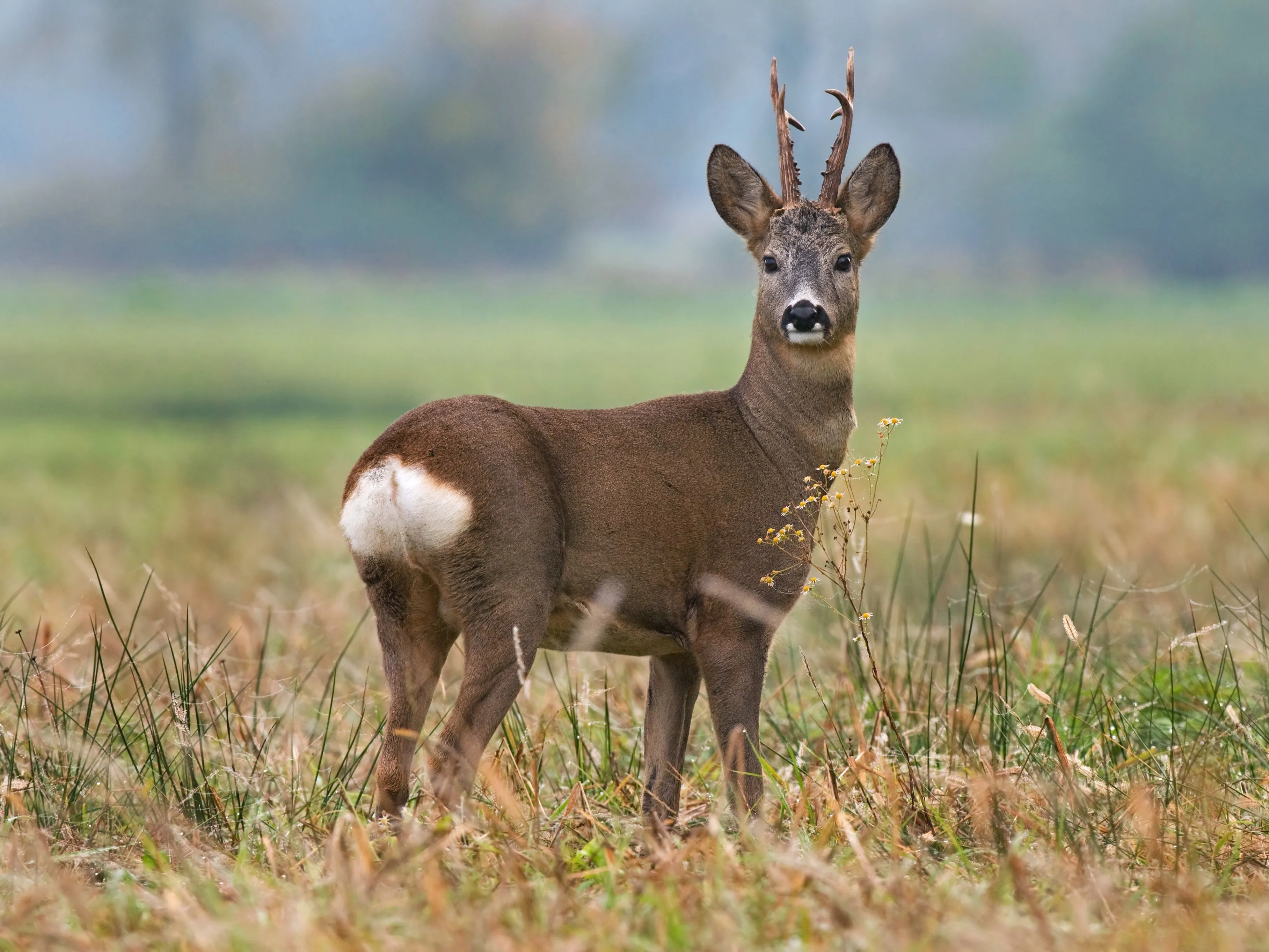 ROEBUCK