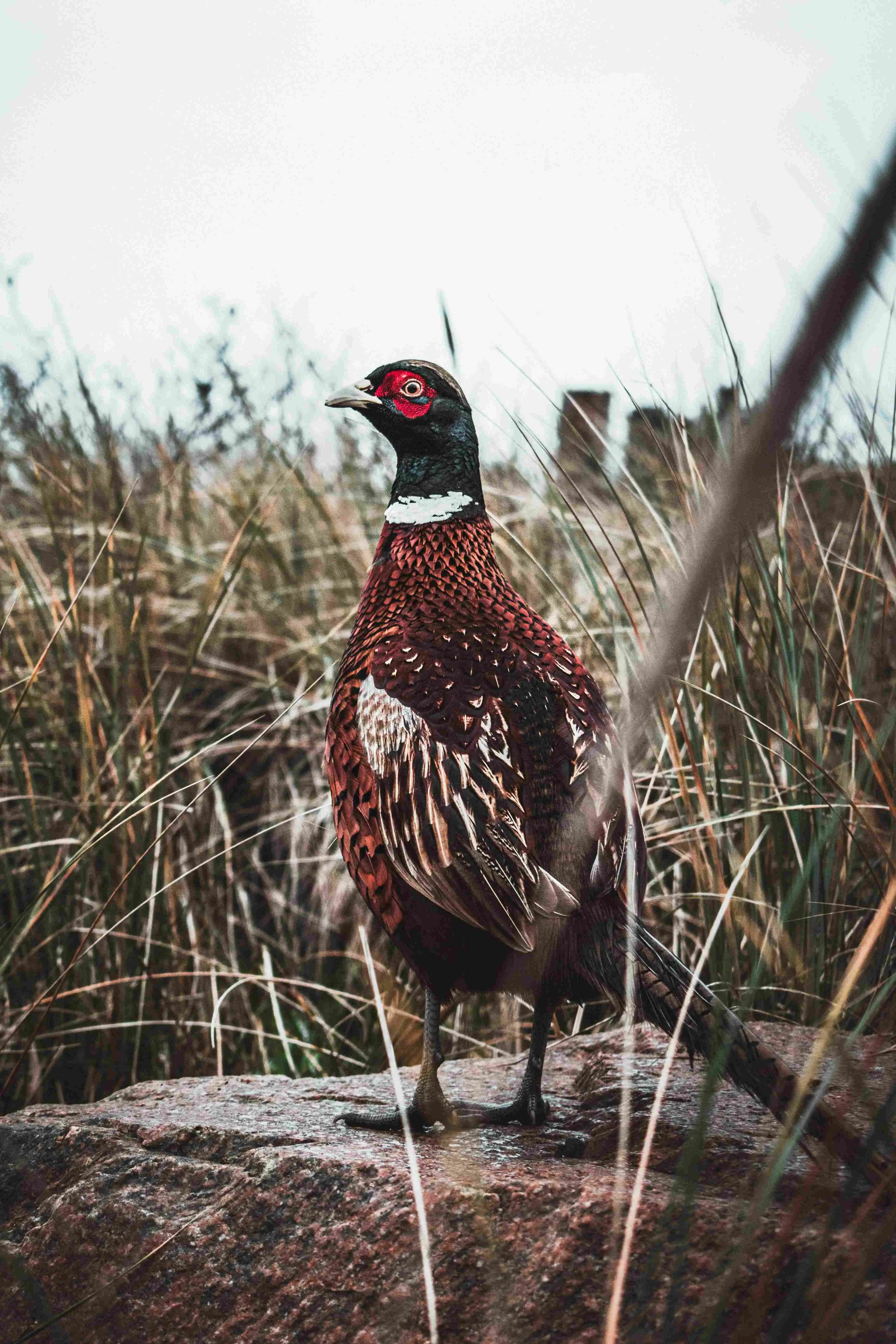 PHEASANT