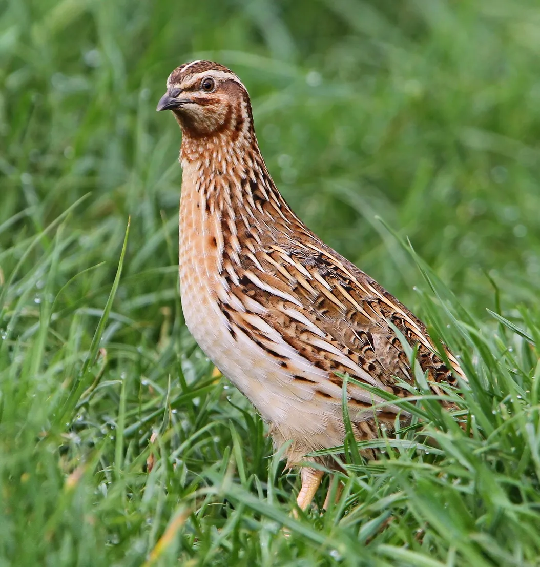 QUAIL