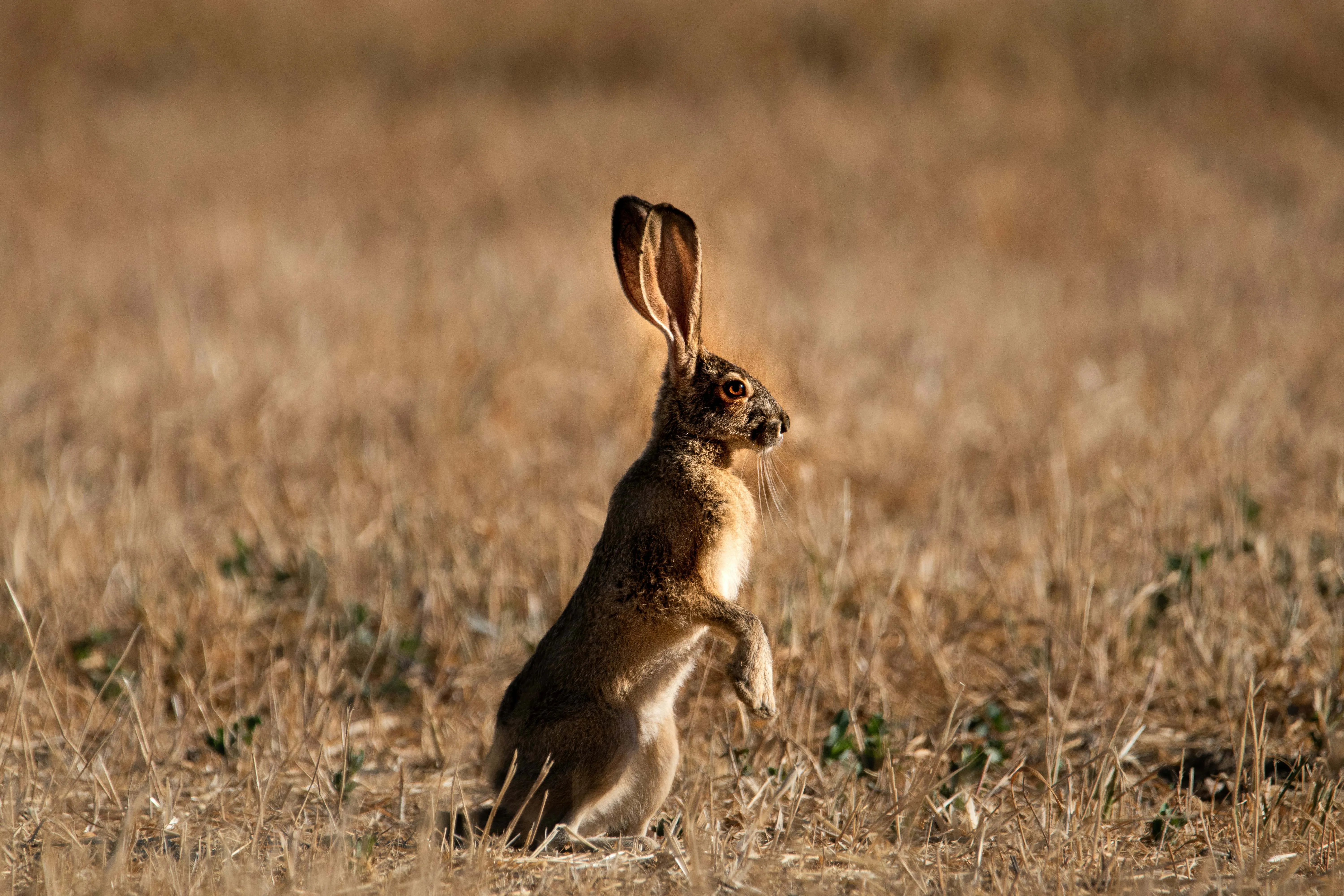 RABBIT